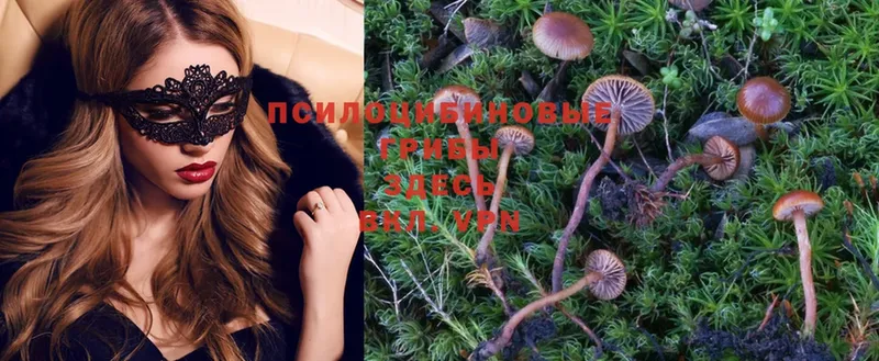 где продают наркотики  Буй  Псилоцибиновые грибы Psilocybe 